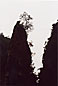 tree & cliff silhouette